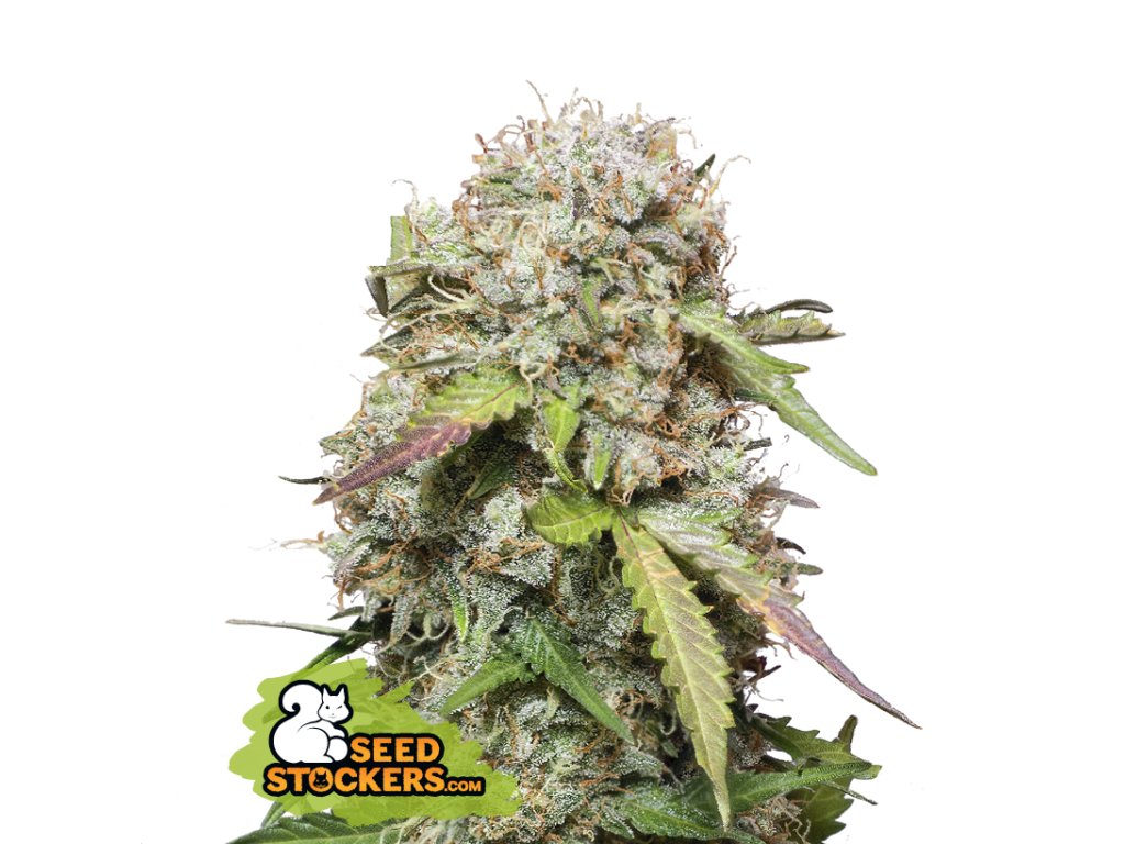 semena konopi jack herer